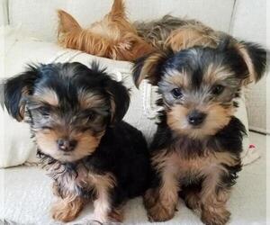 Yorkshire Terrier Puppy for sale in HOLLAND, MI, USA