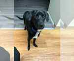 Small Labrador Retriever