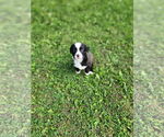 Small #1 Borador