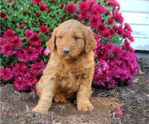 Goldendoodle (Miniature) Puppy for sale in LEBANON, PA, USA