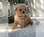 Small #22 Poodle (Toy)