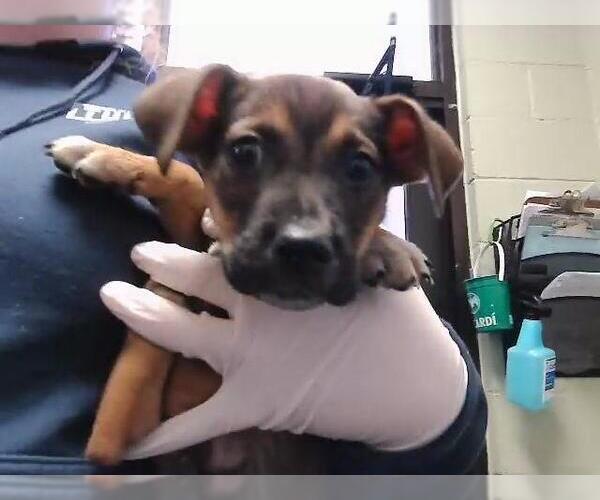 Medium Photo #1 Mutt Puppy For Sale in Tulsa, OK, USA