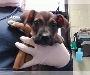 Mutt Dogs for adoption in Tulsa, OK, USA