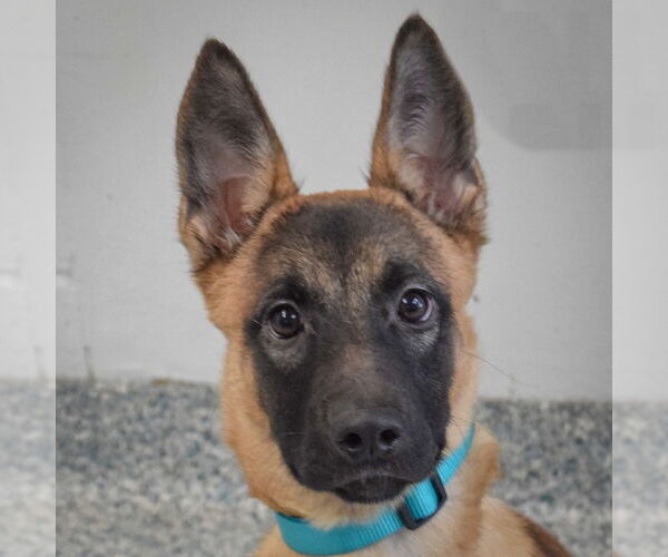 Medium Photo #1 German Shepherd Dog-Unknown Mix Puppy For Sale in Huntley, IL, USA