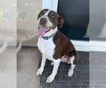 Small German Shorthaired Pointer Mix