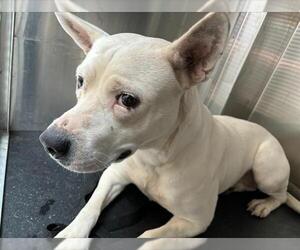 American Staffordshire Terrier-Unknown Mix Dogs for adoption in Grand Prairie, TX, USA