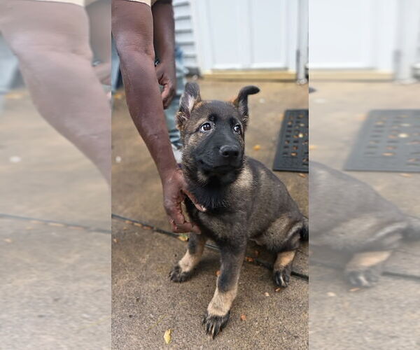 Medium Photo #12 German Shepherd Dog Puppy For Sale in PITTSBURGH, PA, USA