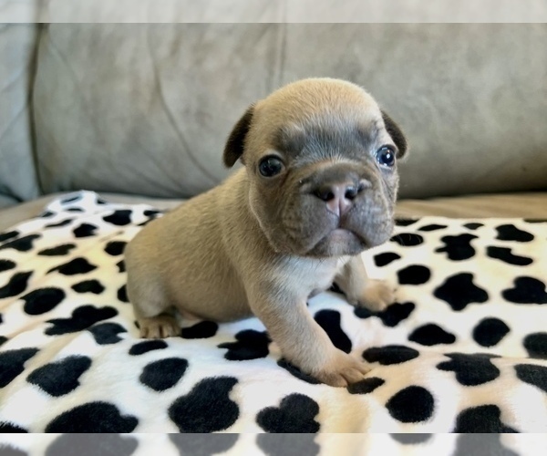 Medium Photo #2 French Bulldog Puppy For Sale in PHOENIX, AZ, USA