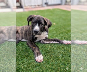 Boxador Dogs for adoption in Salt Lake City, UT, USA