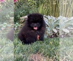 Small #3 Pomeranian