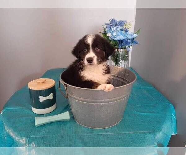 Medium Photo #1 Border-Aussie Puppy For Sale in GREENSBURG, IN, USA