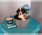 Small Photo #1 Border-Aussie Puppy For Sale in GREENSBURG, IN, USA