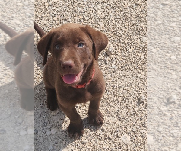 Medium Photo #1 Labrador Retriever Puppy For Sale in PASADENA, TX, USA