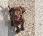 Small Photo #1 Labrador Retriever Puppy For Sale in PASADENA, TX, USA