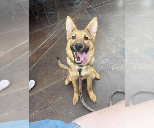 Medium Photo #1 Mutt Puppy For Sale in Andover, MN, USA