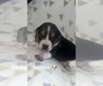 Puppy Roscoe Beagle