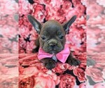 Small Photo #5 French Bulldog Puppy For Sale in PEACH BOTTOM, PA, USA