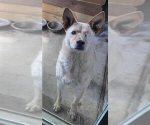 Catahoula Leopard Dog-Unknown Mix Dogs for adoption in San Antonio, TX, USA