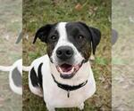 Small #3 Jack Russell Terrier Mix