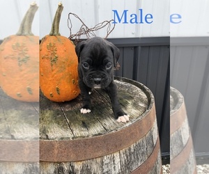 Boxer Puppy for sale in KIMMELL, IN, USA