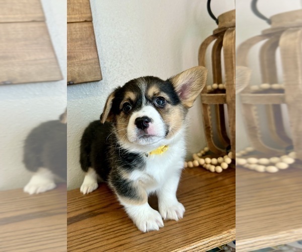 Medium Photo #2 Pembroke Welsh Corgi Puppy For Sale in ROCK VALLEY, IA, USA