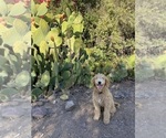 Small Photo #1 Goldendoodle-Poodle (Miniature) Mix Puppy For Sale in PETALUMA, CA, USA