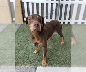 Doberman Pinscher-Labrador Retriever Mix Dogs for adoption in Modesto, CA, USA