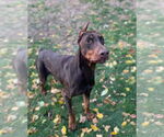 Small Doberman Pinscher Mix