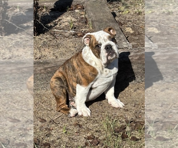 Medium Photo #2 English Bulldog Puppy For Sale in MARIANNA, FL, USA