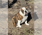 Small #1 English Bulldog
