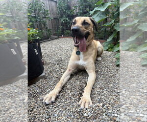 Mutt Dogs for adoption in Springdale, PA, USA
