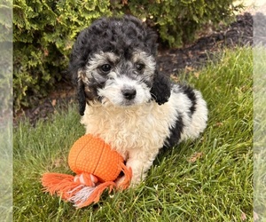 Cockapoo Puppy for sale in MIDDLEBURY, IN, USA