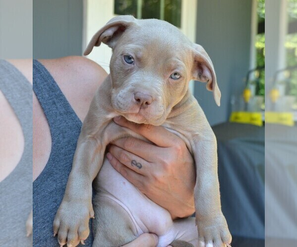 Medium Photo #1 American Bully Puppy For Sale in LENOIR CITY, TN, USA