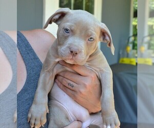 American Bully Puppy for sale in LENOIR CITY, TN, USA