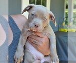 Small American Bully