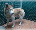 Small Siberian Husky