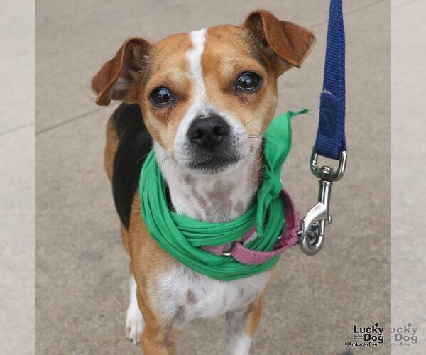 Medium Photo #3 Chihuahua-Unknown Mix Puppy For Sale in Washington, DC, USA