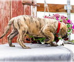 Small #9 Mastiff