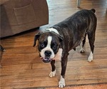Small Photo #1 Boxer Puppy For Sale in PELZER, SC, USA