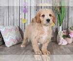 Small Photo #2 Pyredoodle Puppy For Sale in MOUNT VERNON, OH, USA