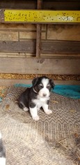 Australian Shepherd Puppy for sale in KERRVILLE, TX, USA