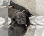 Small #7 Cane Corso
