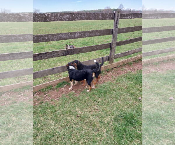 Medium Photo #4 Mutt Puppy For Sale in Garden City, NY, USA