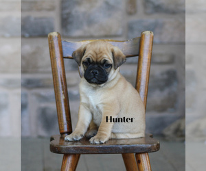 Pug Puppy for Sale in STANLEY, Wisconsin USA