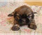 Small Photo #23 Shih Tzu Puppy For Sale in MANES, MO, USA