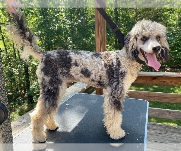 Medium Photo #1 Aussiedoodle Puppy For Sale in CONWAY, MO, USA
