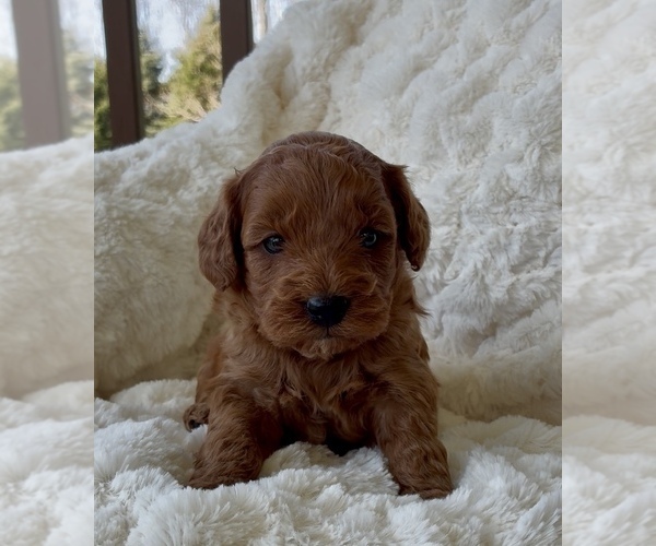 Medium Photo #9 Goldendoodle mix (+ Poodle Miniature) Puppy For Sale in RANDOLPH, WI, USA