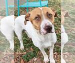 Small Photo #2 Mutt Puppy For Sale in Texas City, TX, USA