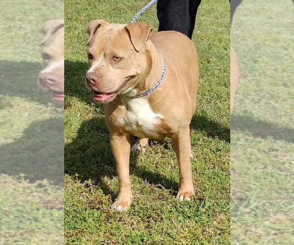 Medium Photo #5 American Bulldog-American Staffordshire Terrier Mix Puppy For Sale in Talladega, AL, USA