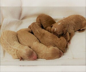 Goldendoodle Puppy for sale in WACO, TX, USA
